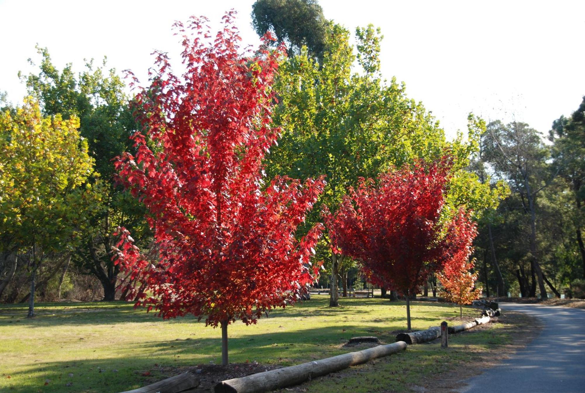 Beechworth Lake Sambell Caravan Park Eksteriør bilde